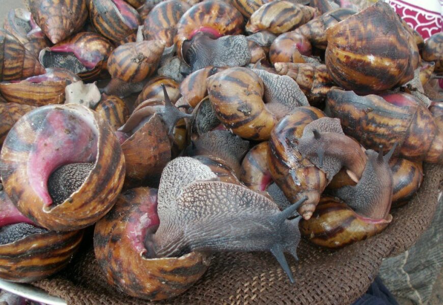Group Advocates Massive Snail Farming