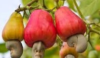 NCAN: Nigeria Produces 120,000tonnes  Of Cashew Annually