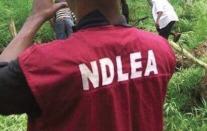 NDLEA Destroys Three Tons Of Skunk In Edo Forest