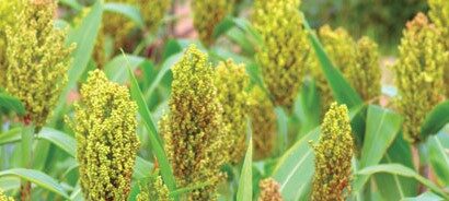 Nigeria Renews Agenda To Boost Sorghum Production