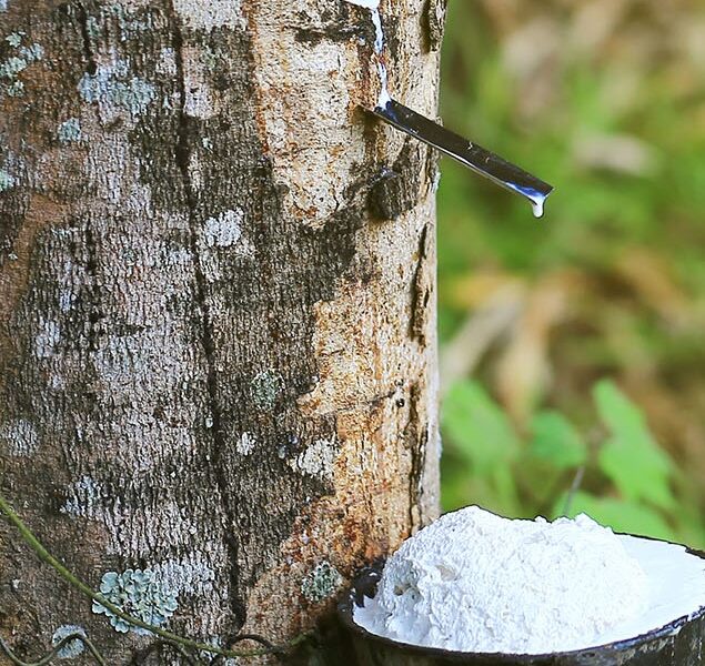 Natural Rubber Producers Implore Govt On Cultivation, Processing