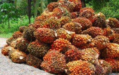 ’Nigeria Can Earn $20b Annually From Oil Palm’