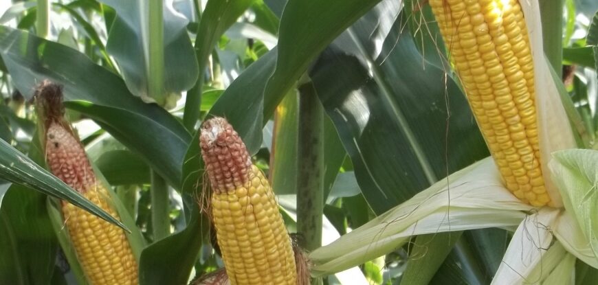 Maize Farmers Promise High Produce, Urge FG To Sustain Import Ban