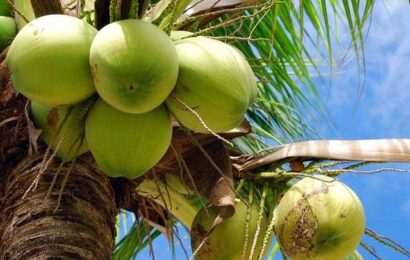 Nigeria Seeks More Investment In Coconut Industry