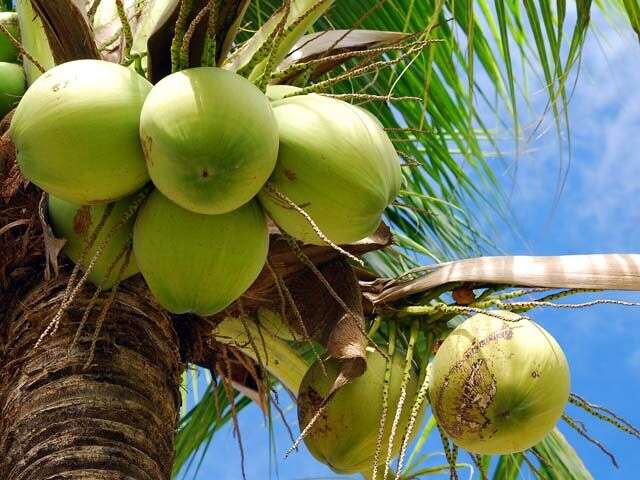 Nigeria Seeks More Investment In Coconut Industry