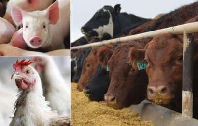 FCTA Partners Investors On Livestock Development