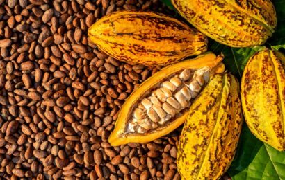 Nigeria Targets 500,000t Of Cocoa Production By 2024