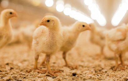 Poultry Farmers Decry High Cost Of Inputs