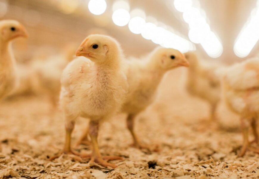 Poultry Farmers Decry High Cost Of Inputs