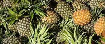 NEPC Tasks Edo Farmers On Pineapple Export