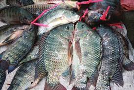 Traditional Ruler Cautions Against Use Of Chemicals For Fishing
