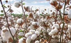 Cotton Farmers Urge FG To Sustain Anchor Borrowers Programme