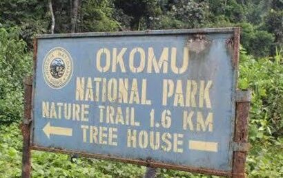 Okomu National Park: Logging Kingpin, Two Others Arrested