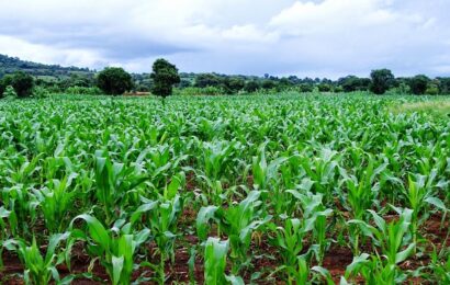 Ogun Unveils Digital Support Platform For Farmers