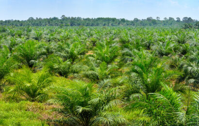Firm Cultivates 2,000 Hectares Of Oil Palm In Edo