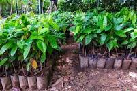 Akwa Ibom Distributes 600,000 Cocoa Seedlings To Farmers