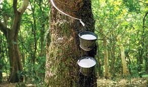 Rubber Processing Firm To Expand Plantations In Edo