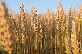 Nigeria Wheat