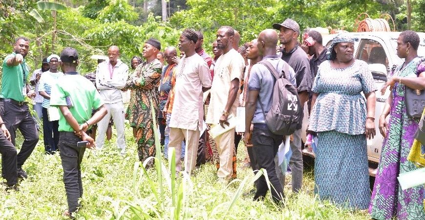 Okomu Oil Palm Photo News